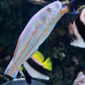Surge Wrasse (Thalassoma purpureum)