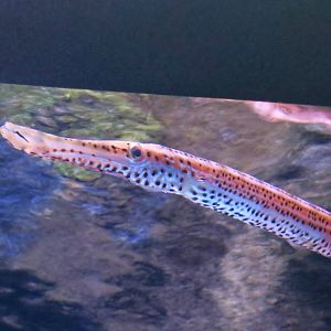 West Atlantic Trumpetfish (Aulostomus maculatus)