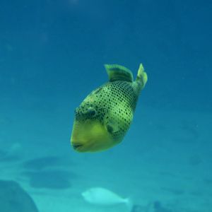 Yellowmargin Triggerfish (Pseudobalistes flavimarginatus)
