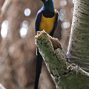 Golden-breasted starling (Lamprotornis regius) in the Jungle Trail