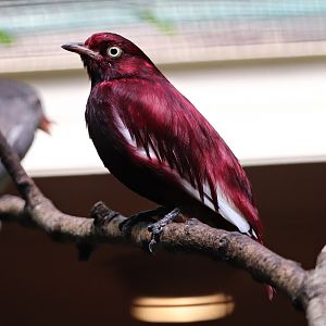 Pompadour cotinga (Xipholena punicea), male
