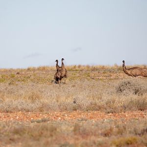 Emu