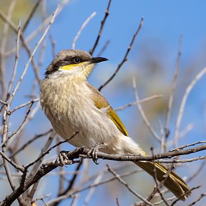 Singing Honeyeater