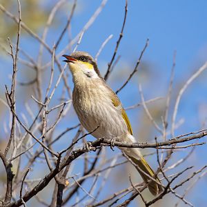 Singing Honeyeater