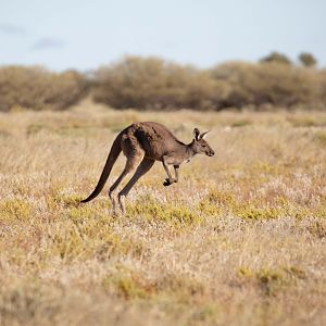 Western Grey Kangaroo