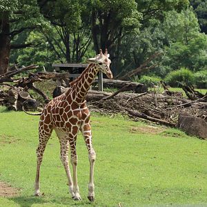 African Savanna - Giraffe