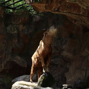 Golden Takin