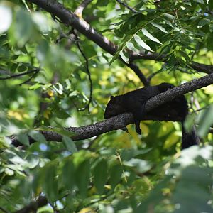 Eastern Grey Squirrel, Ontario