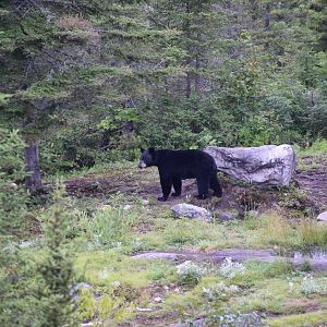 American Black Bear, Eastern Quebec