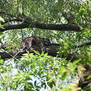 Common Raccoon, Ontario