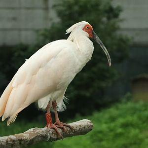 Crested Ibis