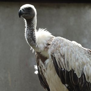 White-Backed Vulture