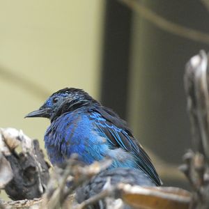 Bird ID? - San Diego Zoo Hummingbird Habitat