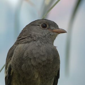 Bird ID? - San Diego Zoo Hummingbird Habitat