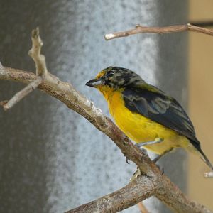 Bird ID? - San Diego Zoo Hummingbird Habitat