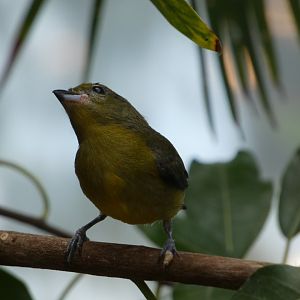 Bird ID? - San Diego Zoo Hummingbird Habitat