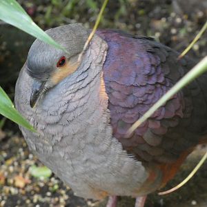 Bird ID? - San Diego Zoo Hummingbird Habitat