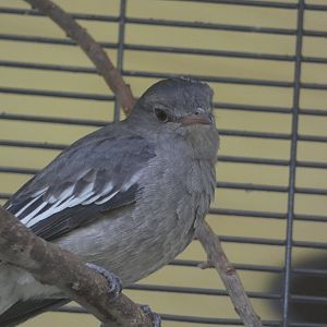 Bird ID? - San Diego Zoo Hummingbird Habitat