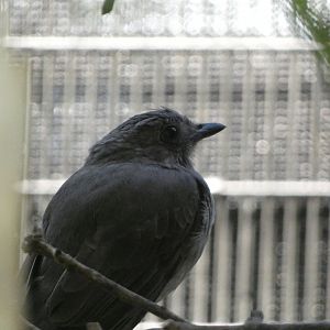 Bird ID? - San Diego Zoo Hummingbird Habitat