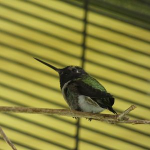 Bird ID? - San Diego Zoo Hummingbird Habitat