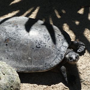 Turtle ID? - San Diego Zoo