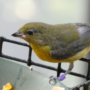 Bird ID? - San Diego Zoo Hummingbird Habitat