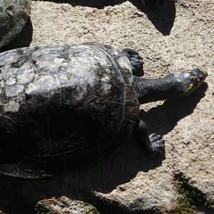 Turtle ID? - San Diego Zoo