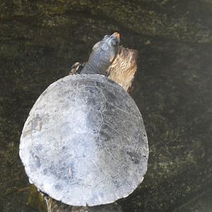 Turtle ID? - San Diego Zoo