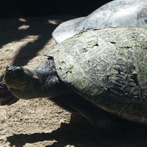 Turtle ID? - San Diego Zoo