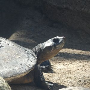 Turtle ID? - San Diego Zoo