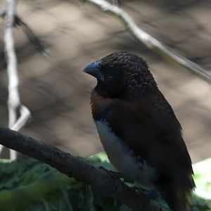 Bird ID? - San Diego Zoo