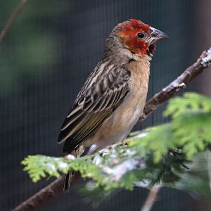 Red-headed quelea (Quelea erythrops)