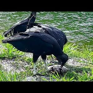 Hoppers & Scavengers - YouTube