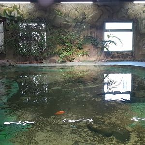 Nile crocodile exhibit