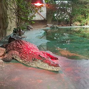 Nile crocodile