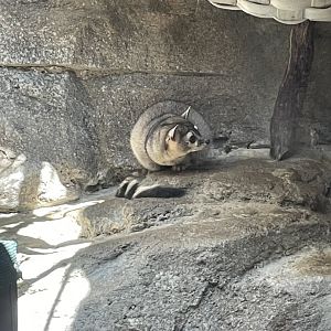 Ringtail (Bassariscus astutus)