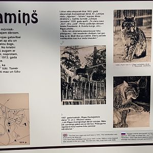 Lynx exhibit history