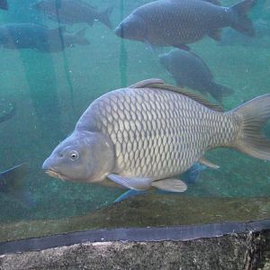 Common Carp - Zooparc de Beauval - 10/2021