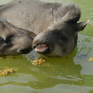 Brazilian tapir - Parque Zoológico Huachipa