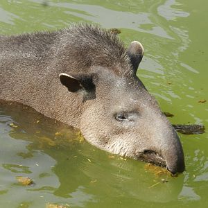 Brazilian tapir - Parque Zoológico Huachipa