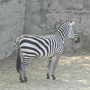 Zebra - Parque Zoológico Huachipa