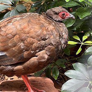 Edward's Pheasant female