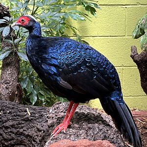 Edward's Pheasant male