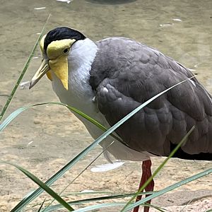Masked Lapwing