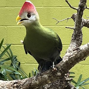Red-crested Turaco