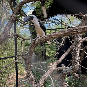 Von der Decken's Hornbill female
