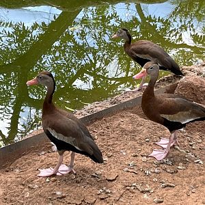 Black-bellied Whistling Duck