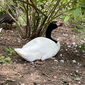 Black-necked Swan