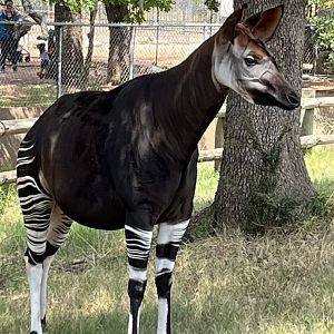 Okapi