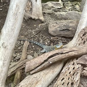 Baja Blue Rock Lizard